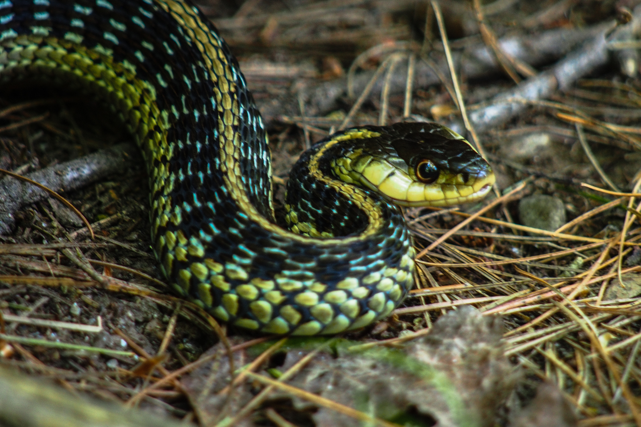Snee Snake Slither and Hiss: Four Stories About Snakes - Longreads