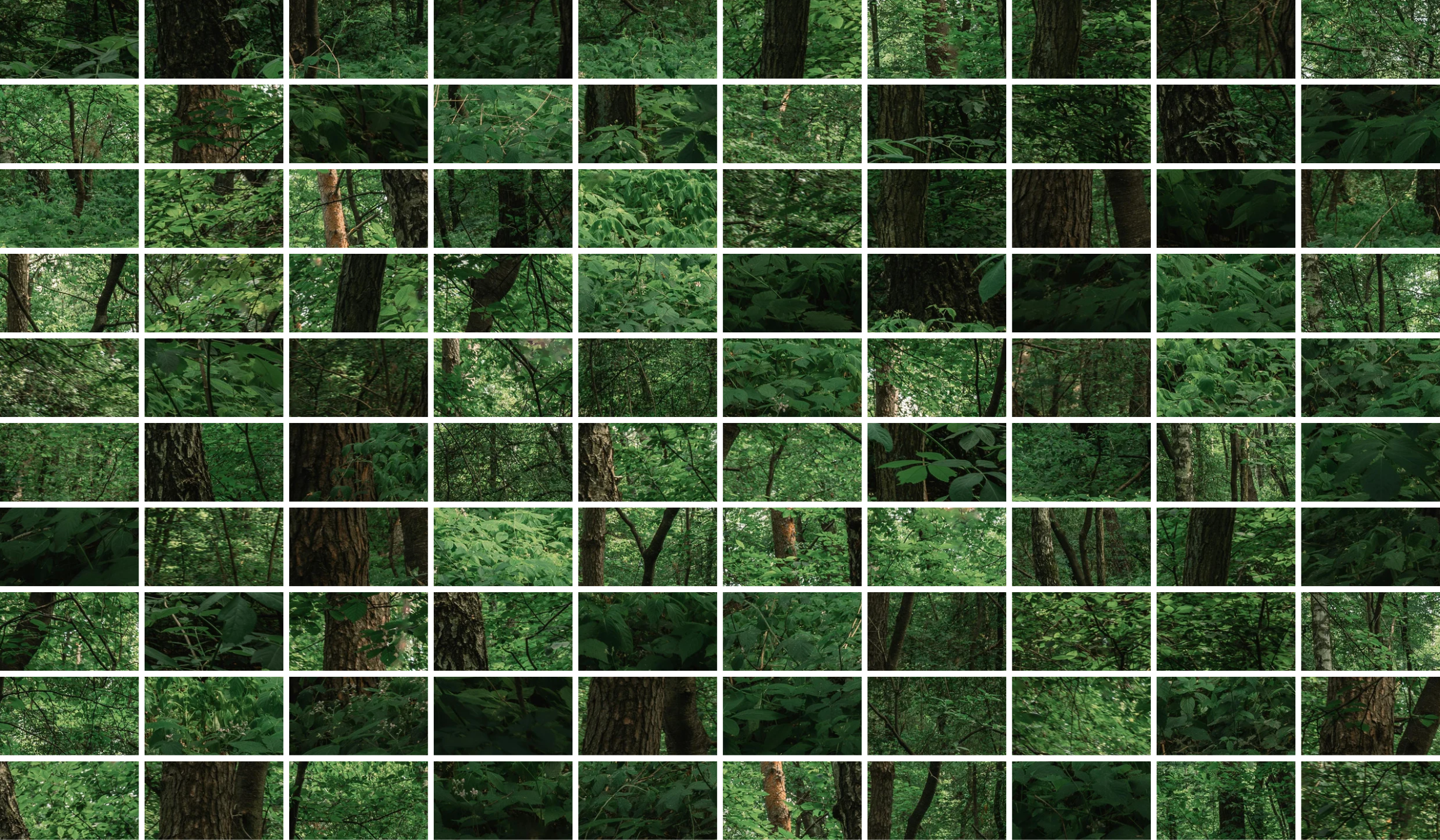 Where the Forest Went
